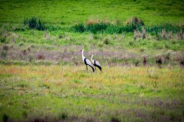 Två storkar står på en grön äng omgivna av gräs och buskar.