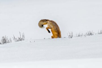 Red Fox, Vulpes vulpes, in the snow hunting in Yellowstone National Park, WY. Foto: Jörgen Wiklund