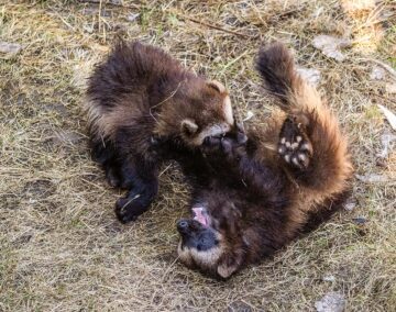 two Wolverine kits playing (Gulo gulo). Foto: Esa Hiltula