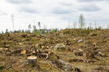 Avverkad skog med stubbar och grenar spridda över marken under en molnig himmel.