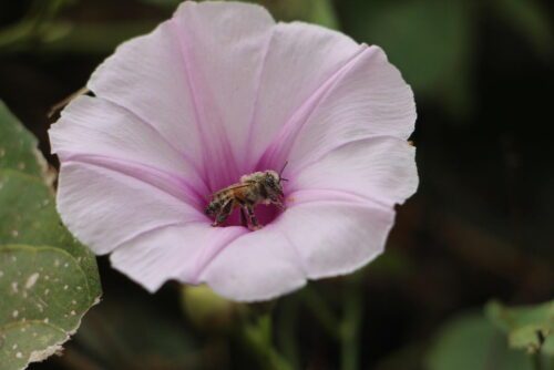Närbild, bi på blomma