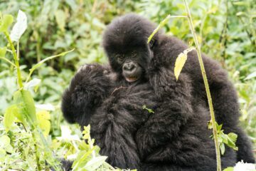 Magasinet 4-2025. Bergsgorillor i Rwanda tumlar runt i snåren.