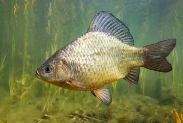 Freshwater fish crucian carp (Carassius carassius) in the beautiful clean pound. Underwater shot in the lake. Wild life animal. Crucian carp in the nature habitat with nice background. Magasinet 4-2025