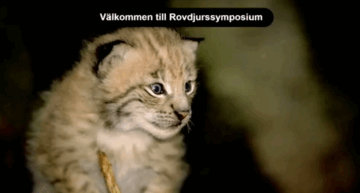 Bild av ett litet lodjur med texten "Välkommen till Rovdjurssymposium"