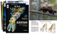 Omslag av WWF Magasin med en bild på en bläckfisk och texten: "WWF Magasin. Bläckfiskar - de smarta blötdjuren som väcker förundran. Årets miljöhjältar. Ekosystemet söks - vi är snart där." Till höger en artikel med rubriken "Järv" och en bild på en järv som går på en trädgren.