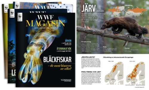 Stack 4-25 Omslag av WWF Magasin med en bild på en bläckfisk och texten: "WWF Magasin. Bläckfiskar - de smarta blötdjuren som väcker förundran. Årets miljöhjältar. Ekosystemet söks - vi är snart där." Till höger en artikel med rubriken "Järv" och en bild på en järv som går på en trädgren.
