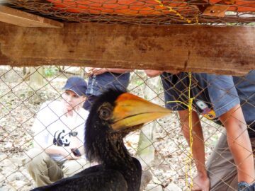 Magasinet 4-2025. En unge av noshörningsnäshornsfågel som räddats ur ett bo i illegalt avverkad skog på centrala Sumatra.