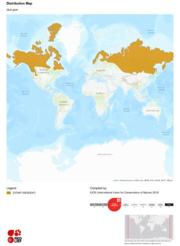 Utbredning Järv (Gulo gulo), globalt. Karta: IUCN