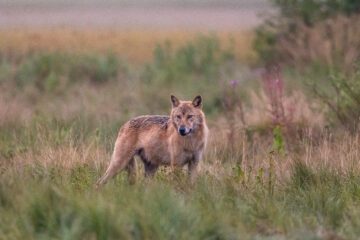 Wolf, (Canis lupus), male. Varg i naturen