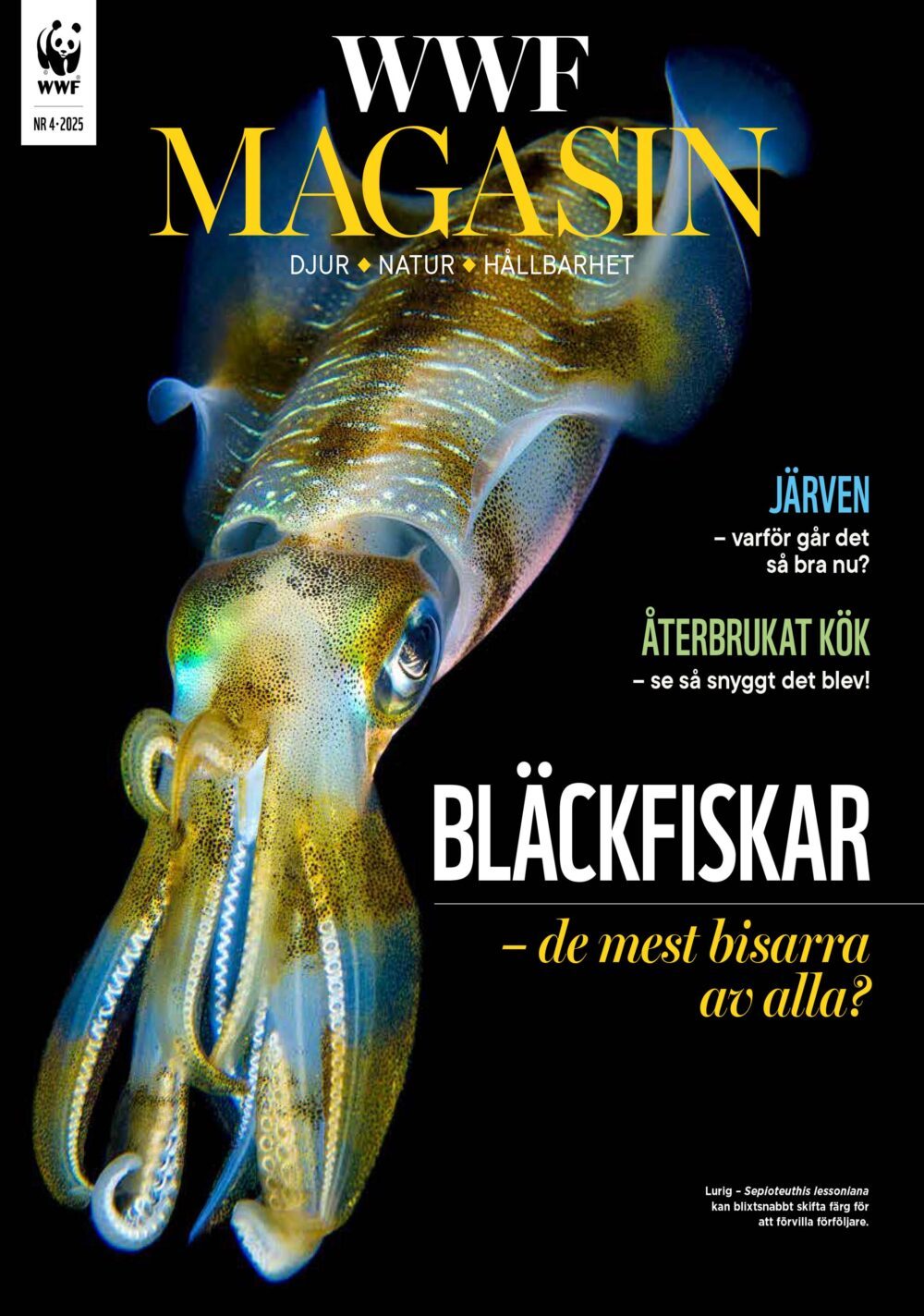 Omslaget av ett magasin med en bild på en genomskinlig bläckfisk. Texten lyder: "MAGASIN Djur, natur & hållbarhet. Järven – varför äter den så mycket? Återbrukat kök – en så snygg idé! Bläckfiskar – de mest bisarra av alla?".