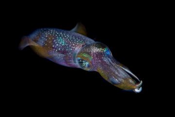 Bigfin reef squid, (Sepioteuthis lessoniana), oval squid. A commercially important species, Green Island, a small volcanic island in the Pacific Ocean , Taiwan. © Magnus Lundgren / Wild Wonders of China / WWF