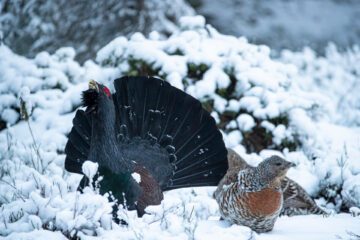 A couple of Western Capercaillie (Tetrao urogallus) standing in snow, male and female. Metsopari talvisessa metsässä. Metso, talvi, metsä, naarasmetso, ukkometso, lumi. Tjäder. © Olli Immonen / WWF