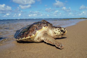 Loggerhead turtle emerging from sea {Caretta caretta} Bahia, Brazil