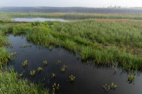 Våtmark i Vistagård i Sverige.