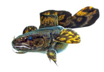 Burbut / lake (Lota lota) Photographed in aquaria