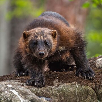 Wolverine / Järv (Gulo gulo) foto: Ola Jennersten