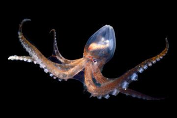 Glass octopus (Vitreledonella richardi). deep sea species from Atlantic Ocean off Cape Verde. Captive. © Solvin Zankl / naturepl.com / WWF