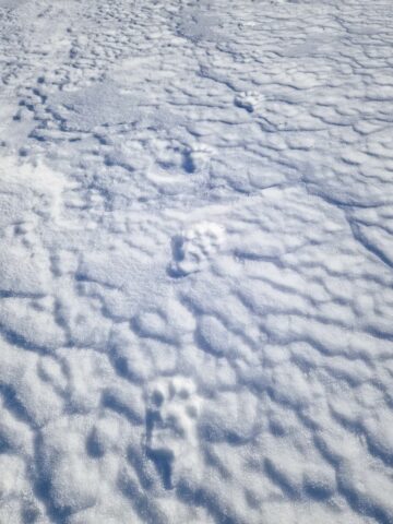 Tracks från wolverine (Gulo gulo) in the snow. Magasinet. Foto: Therese Wåtz / WWF