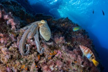 Common octopus (Octopus vulgaris) moving over rocks, Marine Protected area Punta Campanella, Costa Amalfitana, Italy, Tyrrhenian Sea. © Franco Banfi / naturepl.com / WWF
