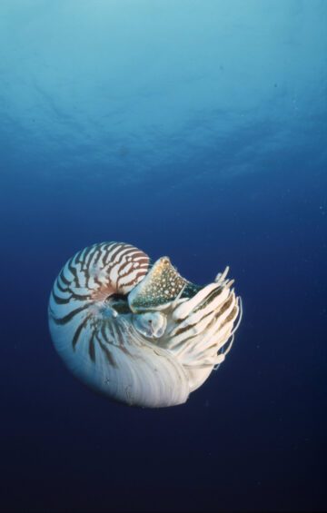 Pearly nautilus (Nautilus pompilius). Indo-Pacific Ocean. Foto:© Jürgen Freund / WWF