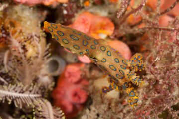 Blue-ringed octopus(Hapalochlaena lunulata) hunting. North Raja Ampat, West Papua, Indonesia 9 Feb 2010. Jürgen Freund / WWF