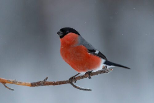 Eurasian bullfinch (Pyrrhula pyrrhula). Domherre. © Ola Jennersten / WWF-Sweden