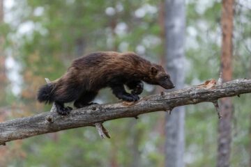 Wolverine (Gulo gulo) Kuhmo, Finland. Foto: Ola Jennersten.