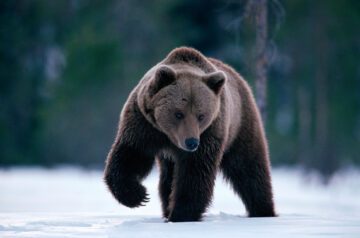Eurasian brown bear (Ursus arctos), Dalarna, Sweden. © Staffan Widstrand / WWF