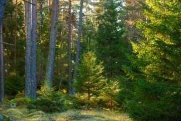 Mixed forest in the autumn sun, spruce (Picea abies) and scot's pine (Pinus sylvestris). Magasinet 4-2025. © OLA JENNERSTEN/WWF-SWEDEN