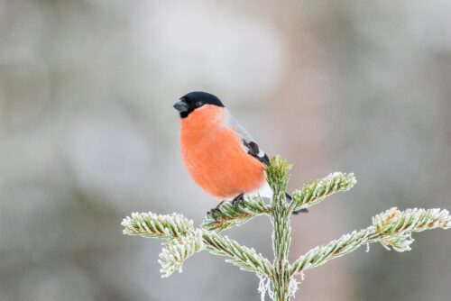 Eurasian bullfinch (Pyrrhula pyrrhula), male. Eurasian bullfinch (Pyrrhula pyrrhula). Domherre. © Ola Jennersten / WWF-Sweden