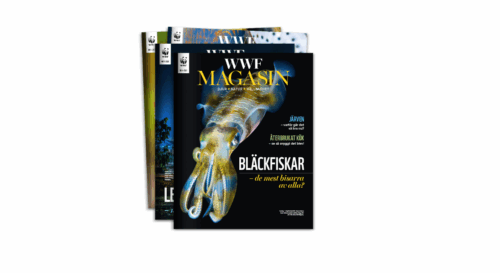 Omslagsbild för WWF Magasin 4.25