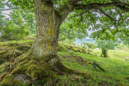 Naturbetesmark med stor ek
