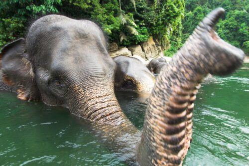 Sumatran forest elephant, Indonesia