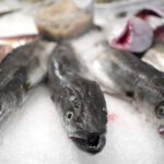 Den akut hotade europeiska ålen i en fiskdisk
