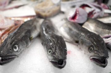 Den akut hotade europeiska ålen i en fiskdisk