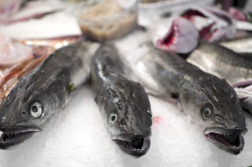 Den akut hotade europeiska ålen i en fiskdisk