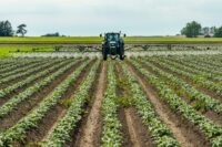 A tractor spraying potato plants against leaf mould. Traktor på ett potatisfält.