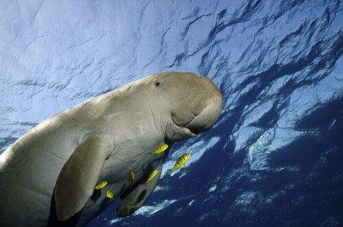 A dugong swimming in the sea.