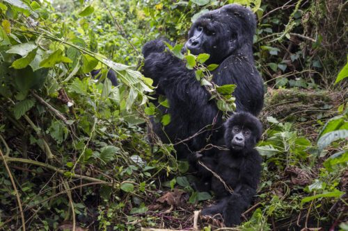 Bageni family in the gorilla sector of Virunga National Park, Bu