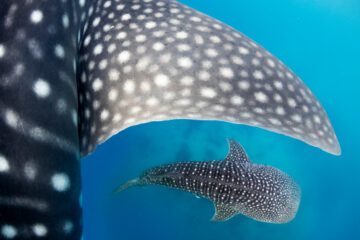 Whale sharks (Rhincodon typus) swimming around Cebu - Philippines © Vincent Kneefel / WWF