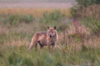 Wolf, (Canis lupus), male. Varg i skog