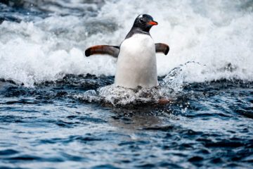 En pingvin tar sig fram i vatten