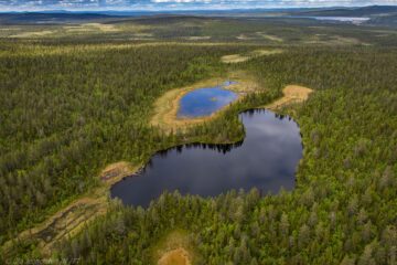 Sju av tio anser att det är viktigt med en stark naturvårdslagstiftning i EU. Foto: Ola Jennersten / WWF-Sweden