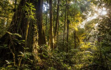 En tät skog med höga träd, frodig grönska och solstrålar som lyser genom lövverket.