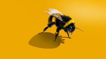 ett bild på ett bi mot gul bakgrund, dess skugga visar formen av en jordgubbe.