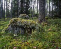 Regeringen presenterade i veckan Sveriges handlingsplan för biologisk mångfald. För lite nytt och ett år för sent, anser WWF. Foto: Ola Jennersten/WWF