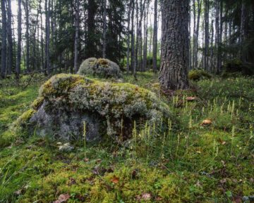 Ola Jennersten_WW1324667 Regeringen presenterade i veckan Sveriges handlingsplan för biologisk mångfald. För lite nytt och ett år för sent, anser WWF. Foto: Ola Jennersten/WWF