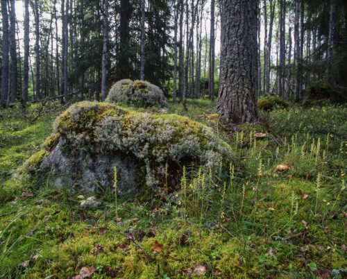 Regeringen presenterade i veckan Sveriges handlingsplan för biologisk mångfald. För lite nytt och ett år för sent, anser WWF. Foto: Ola Jennersten/WWF