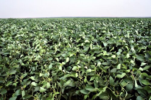 Sojaodling i Brasilien. Vanlig råvara för produktion av bioenergi.