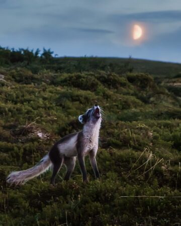 En fjällräv i skymningen.